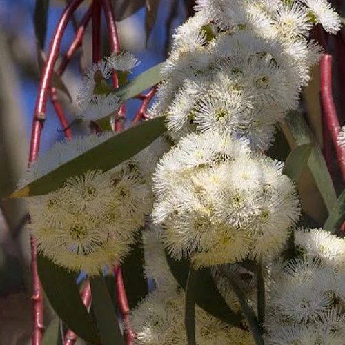 Eucalyptus pauciflora ssp. niphophila Eucalyptus pauciflora ssp. niphophila