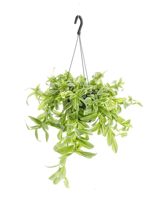 Tradescantia Ivory Hill (Misère) blanc. La suspension Ø 12 cm
