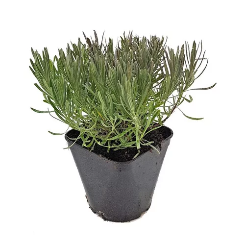 Lavandula Angustifolia Grosso – Pot de 3L