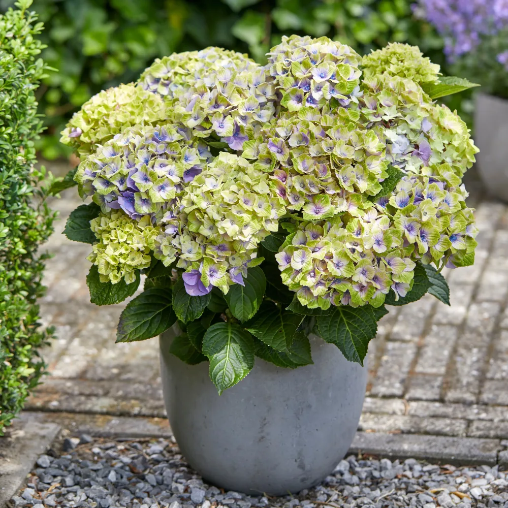 Hortensia Jewel Hydrangea macrophylla 'jewel'