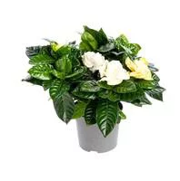 Gardénia pot Ø13xH20/40 cm