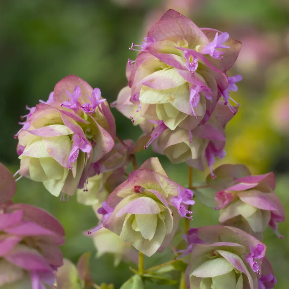 Origan Kent Beauty Origanum rotundifolium Kent Beauty