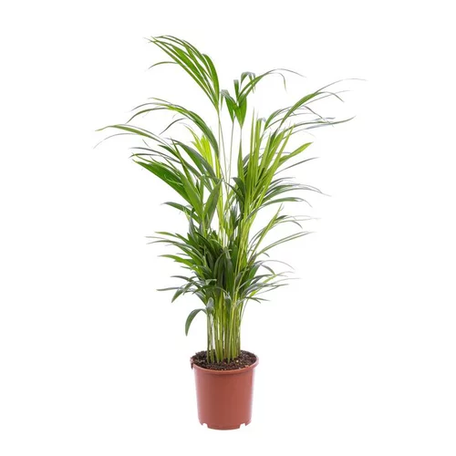 Areca. Le pot Ø 17 cm