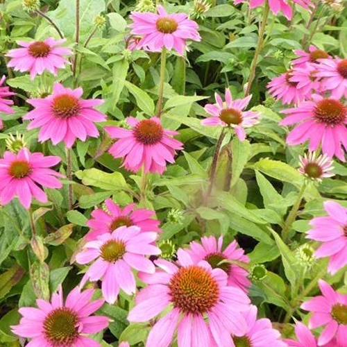 Echinacée pourpre Pow Wow Wild Berry Echinacea purpurea Pow Wow Wild Berry