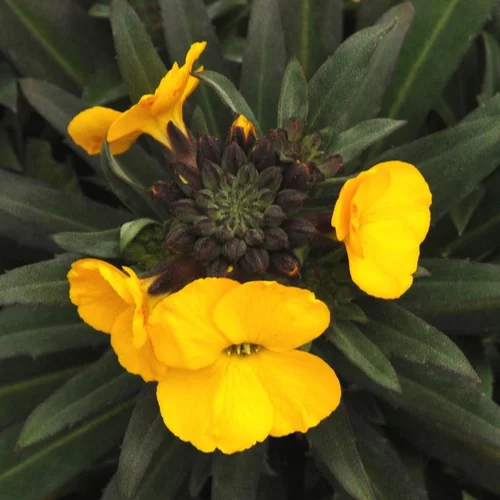 Fausse-giroflée gold jaune en pot de 2 L