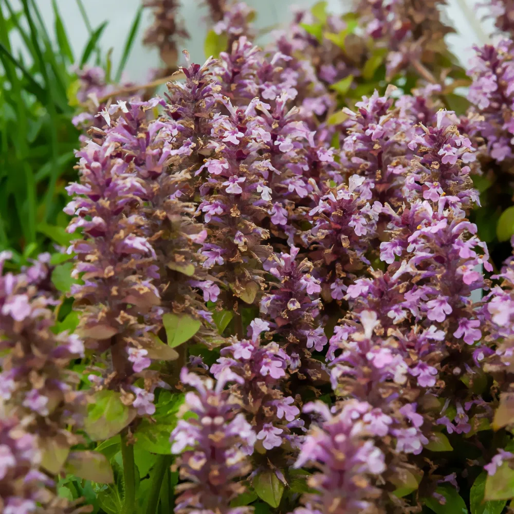 Bugle rampante Rosea Ajuga reptans rosea