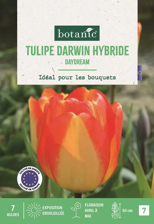 Bulbes de fleurs Tulipe Darwin hybride Daydream orange jaune botanic® - 7 bulbes