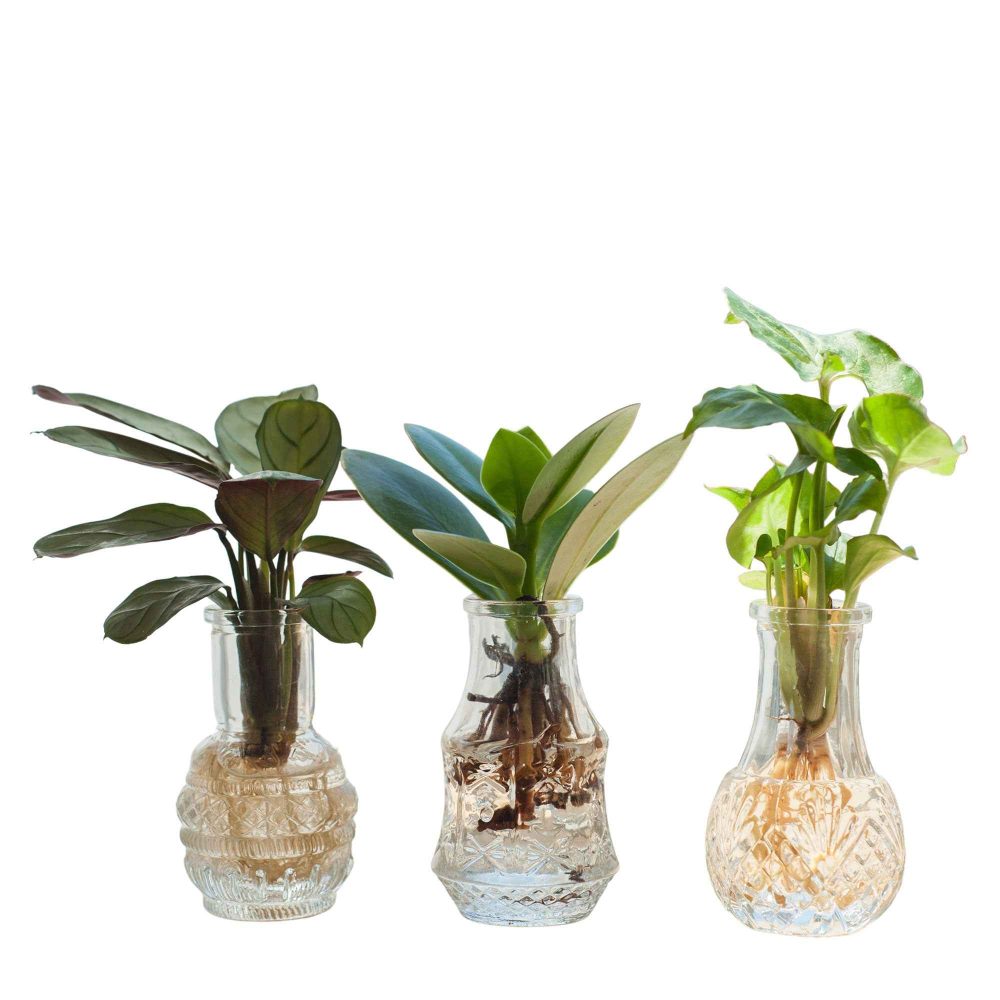 Mélange hydroponie et ses 3 vases Syngonium 'Pixie', Clusia 'Princess', Ctenanthe 'Amagris'