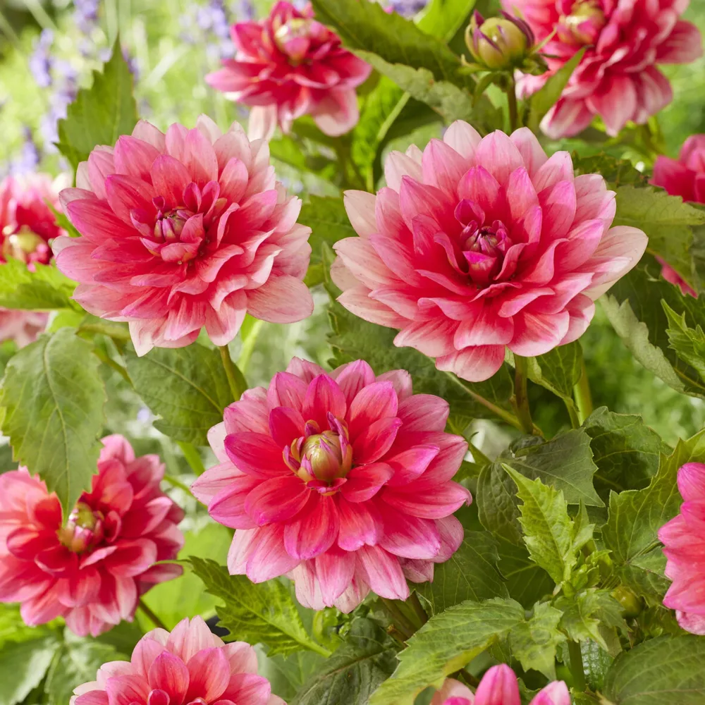 Dahlia nain Berliner Kleene Dahlia Berliner Kleene