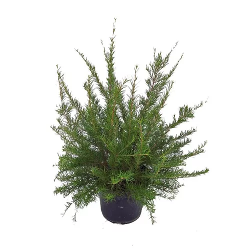 Grevillea Juniperina – Pot de 5L