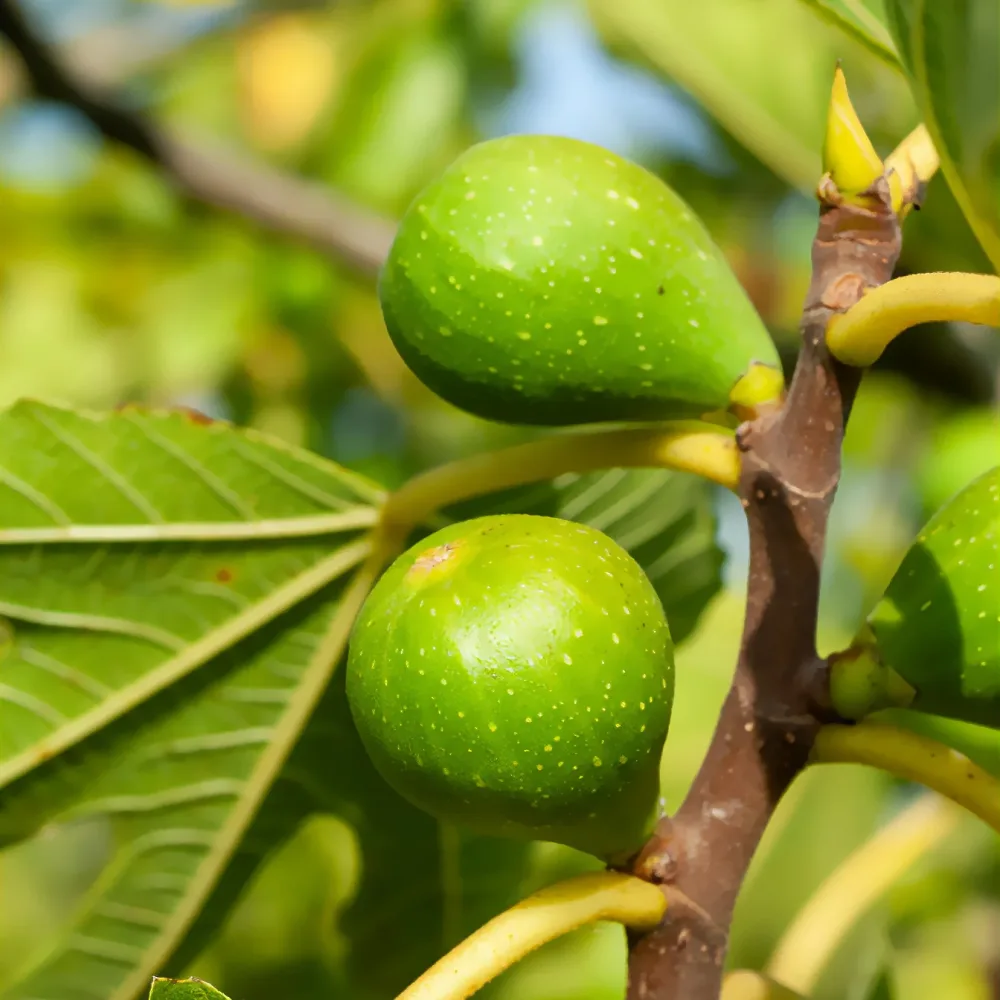 Figuier Goutte d'Or Ficus carica Goutte d'Or