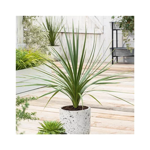Cordyline Indivisa en pot de 4 litres