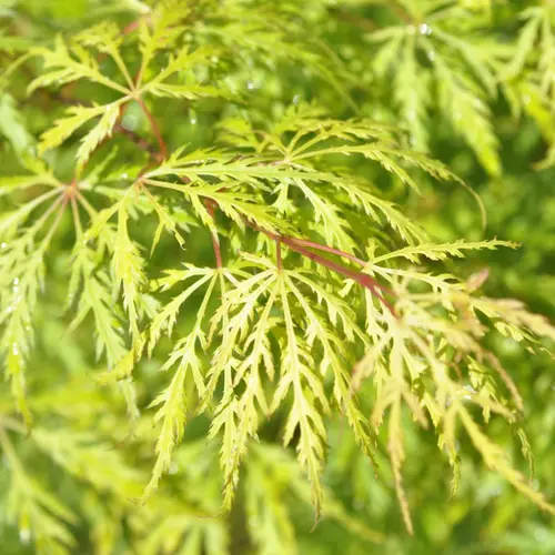 Érable du Japon demi-sec vert. Le pot de 7 litres
