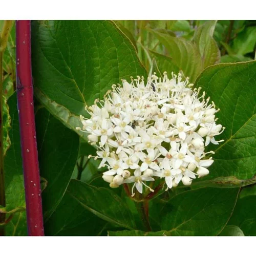 Cornouiller blanc Sibirica 100/125 (Cornus Alba). Le pot de 15 litres