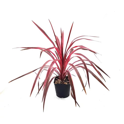 Cordyline Australis Electric Pink rose en pot de 3 L