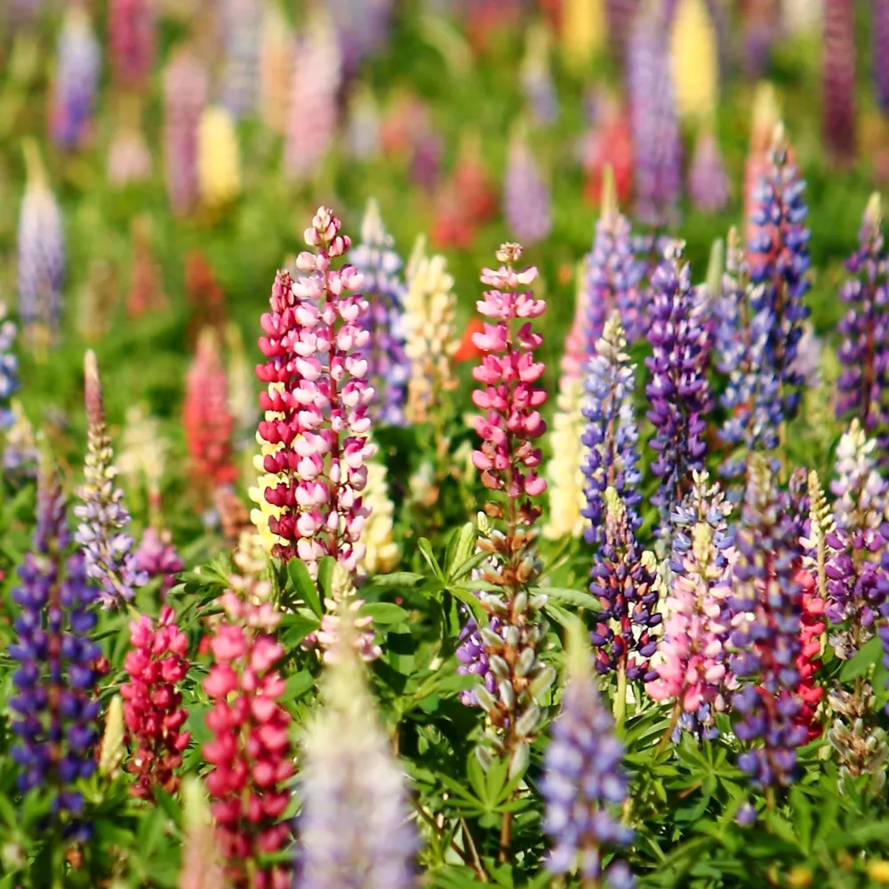 Lupins en mélange Lupinus hybrid Russell