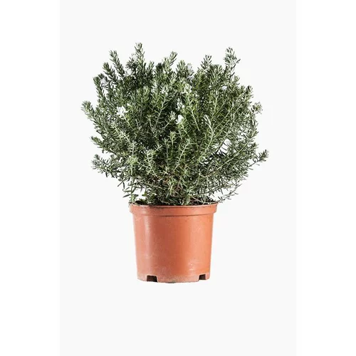 Westringia Fructicosa ou Romarin d’Australie en pot de 3 L