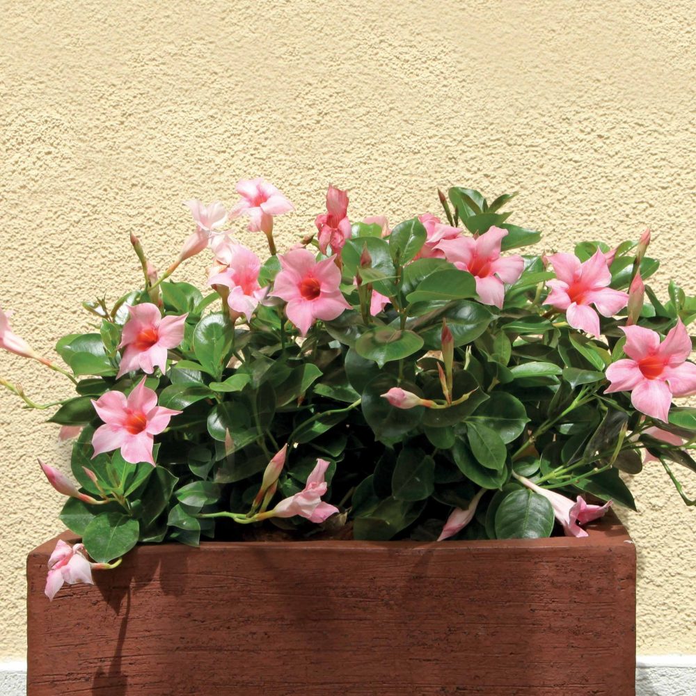 Jasmin du Brésil rose - Dipladenia Dipladenia