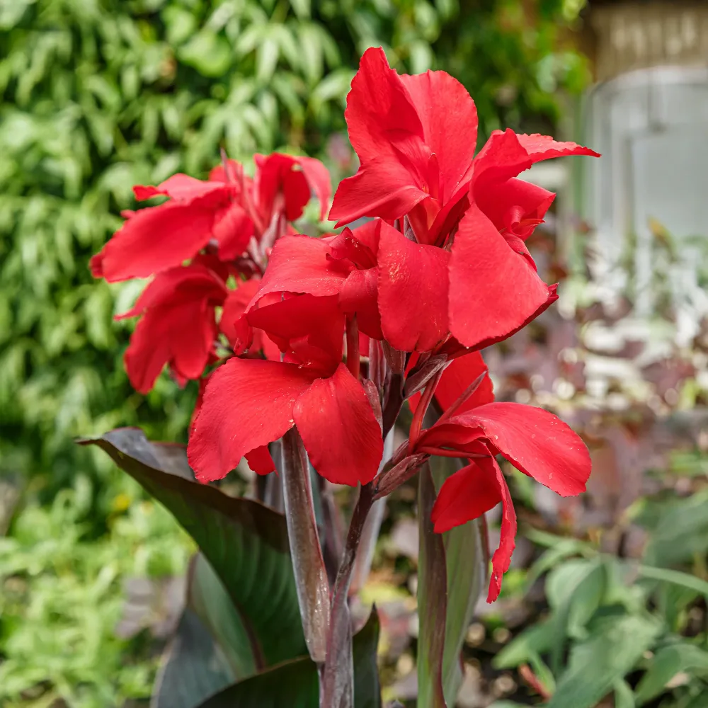 2 Canna Red Futurity Canna 'red futurity'