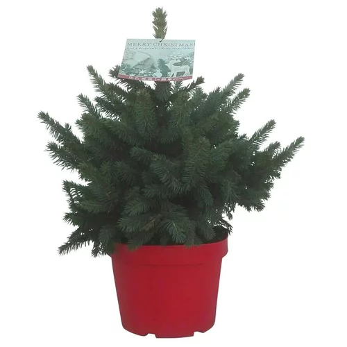 Petit épicéa Picea Pungens Super Blue. Le pot de 5 litres