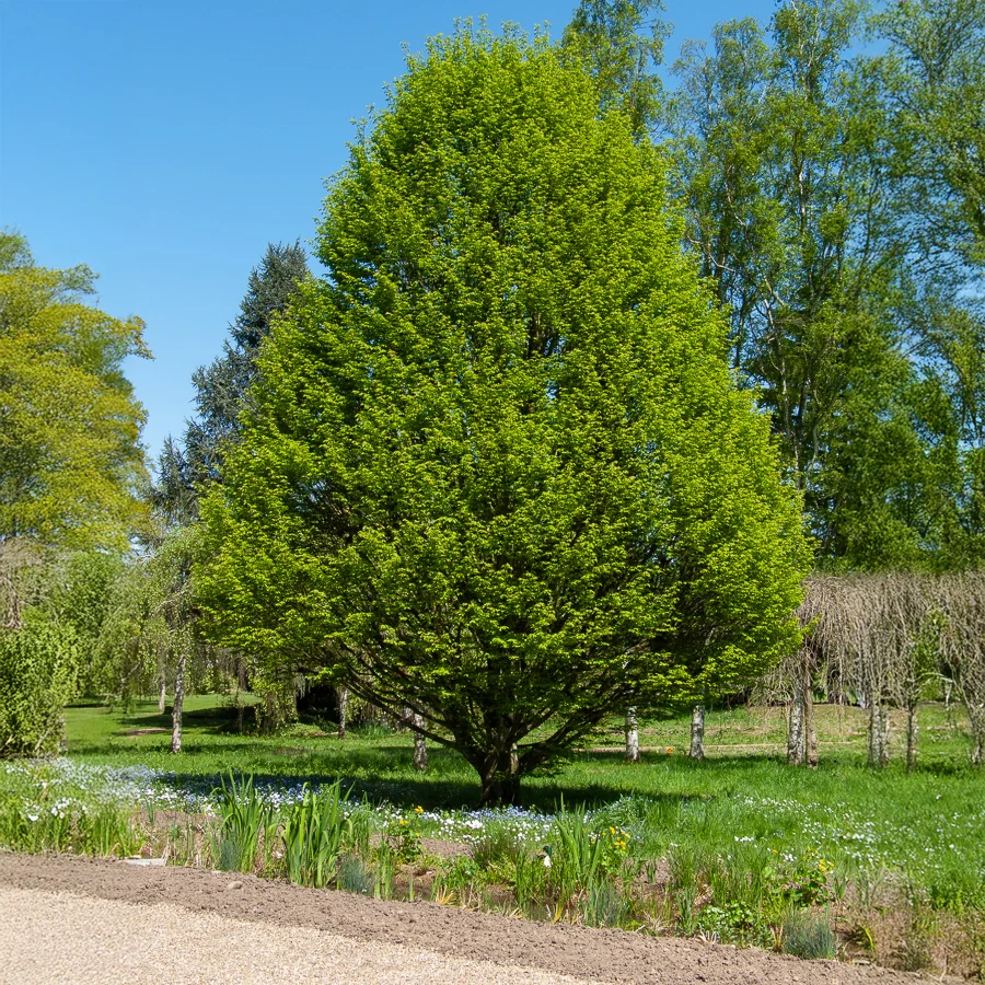 Charme fastigié Carpinus betulus Fastigiata