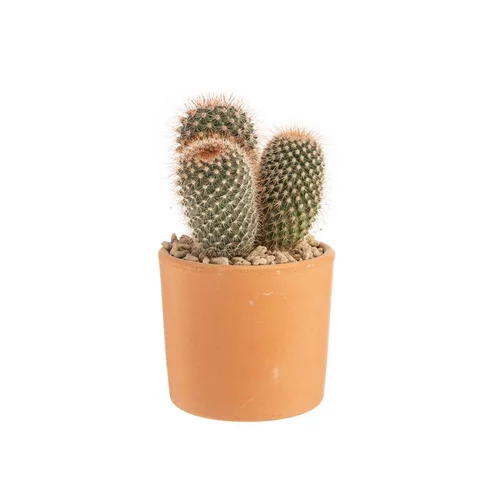 Cactus mix en pot terre cuite, Ø 10 cm