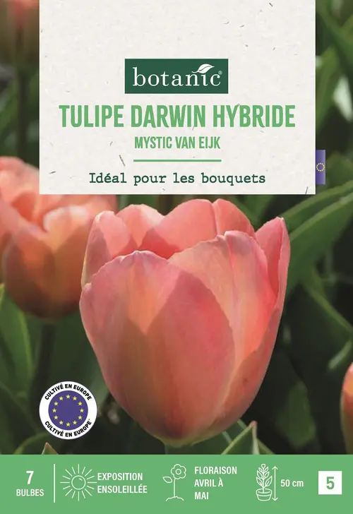 Bulbes de fleurs Tulipe Darwin hybride Mystic Van Eijk rose botanic® - 7 bulbes