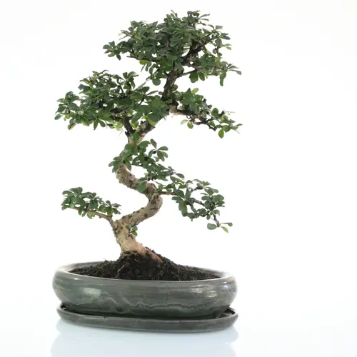 Bonsaï Carmona botanic® taille 5,5. Le pot