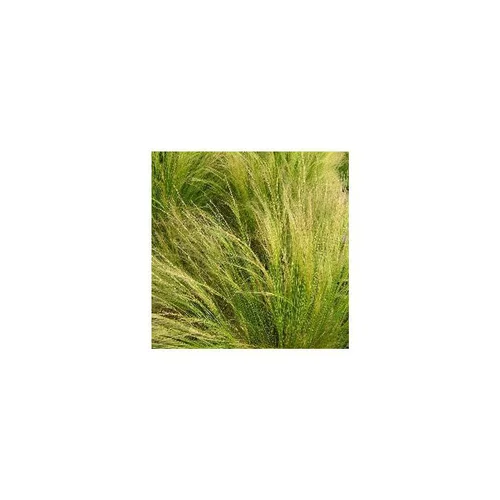 Stipa cheveux d'anges - Le pot de 10,5 cm
