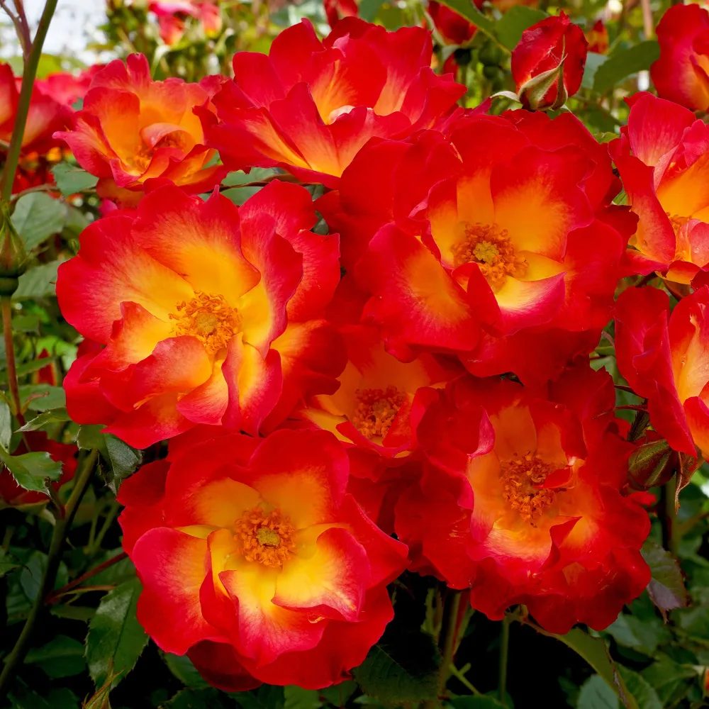 Rosier Summer of Love® Rosa Summer of Love®