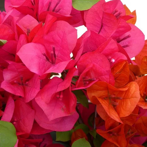 Bougainvillier Tippi – Pot de 3L