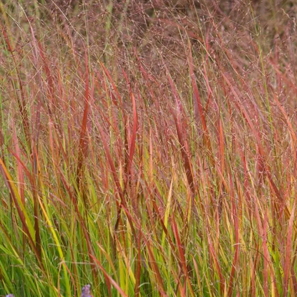 Panic érigé Rehbraun Panicum virgatum Rehbraun