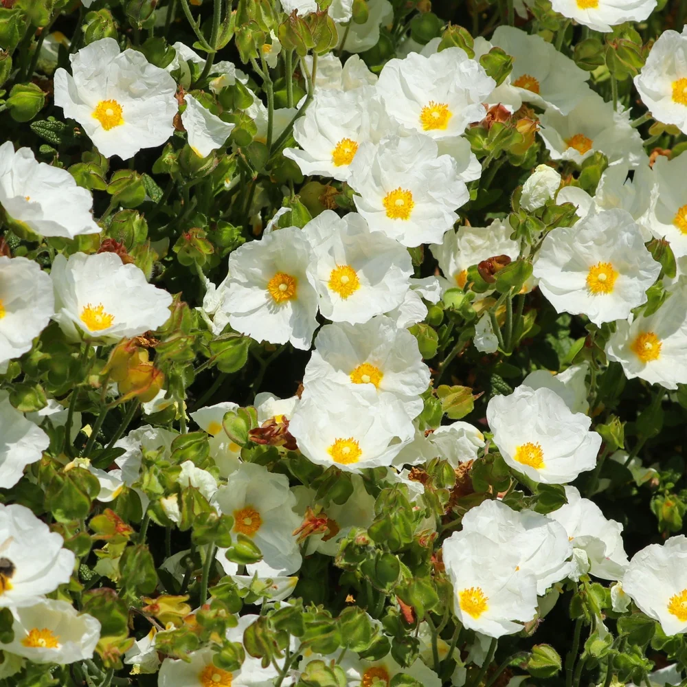 Ciste à feuille de sauge Cistus salviifolius