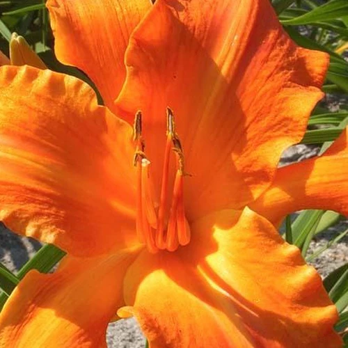Hémérocalle Primal Scream Hemerocallis primal scream