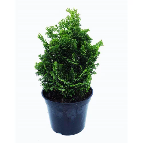 Cyprès Hinoki du Japon Nana Gracilis. Le pot de 2 litres