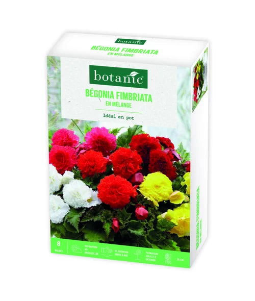 Boite de bulbes de fleurs Bégonia Fimbriata en mélange botanic® – 8 bulbes