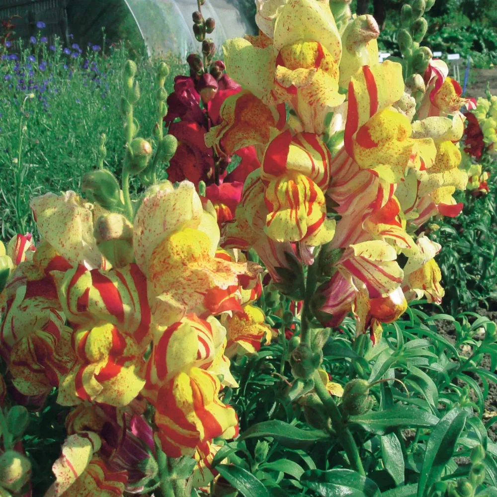 Gueule de loup Torbay Rock Antirrhinum majus nanum torbay rock
