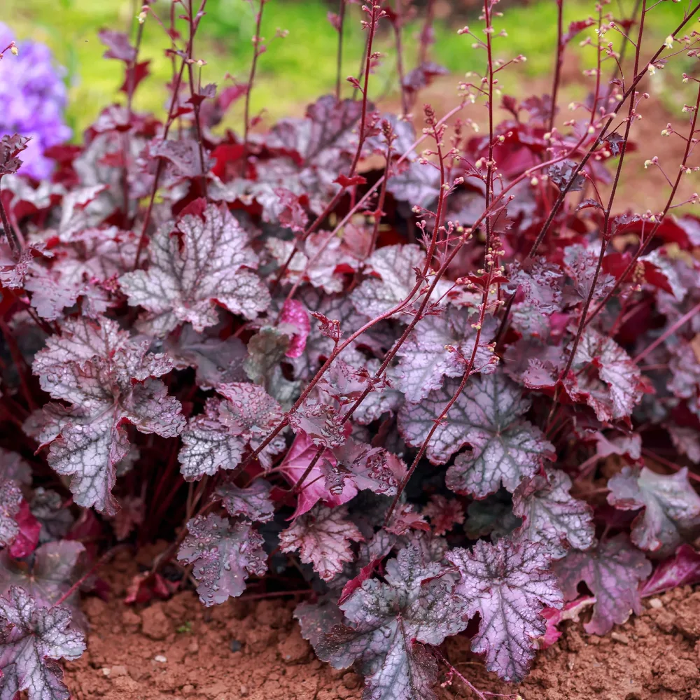 Heuchère Forever Purple Heuchera Forever Purple