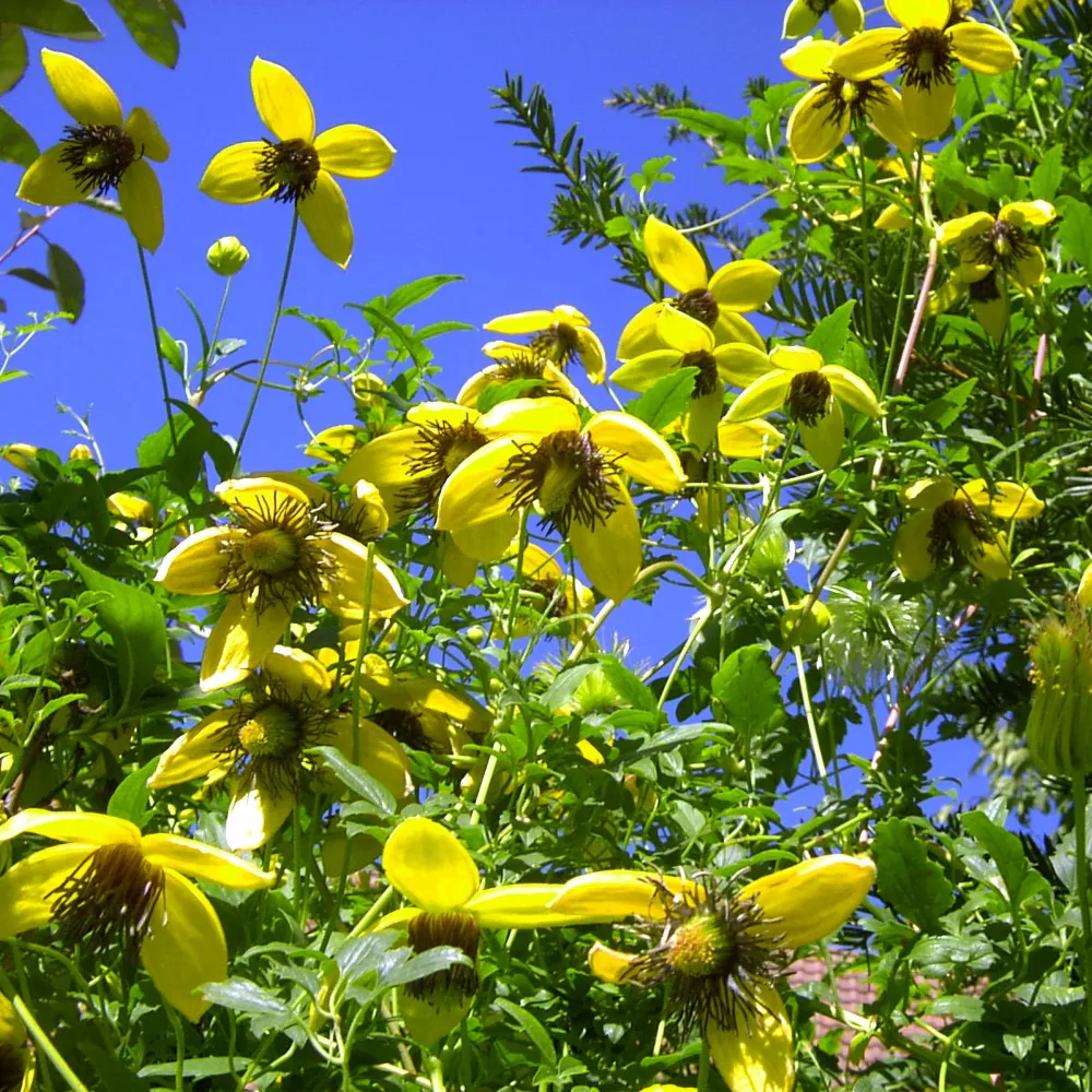 Clématite Golden Tiara® Clematis tangutica Golden Tiara®Kugotia