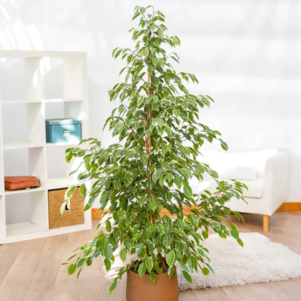 Ficus benjamina Golden King Ficus benjamina Golden King