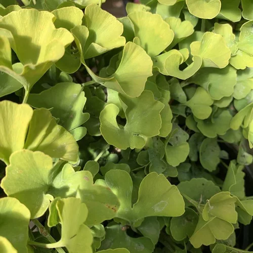 Ginkgo Biloba Mariken jaune. Le pot de 10 litres