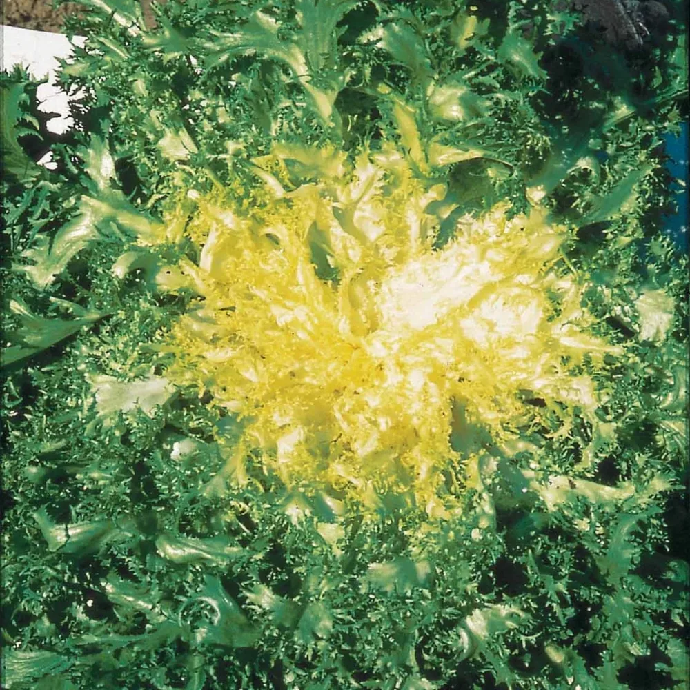 Chicorée frisée Grosse pommant seule Cichorium endivia crispum frisée grosse pommant seule
