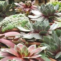 Sempervivum mélange de variétés. La composition