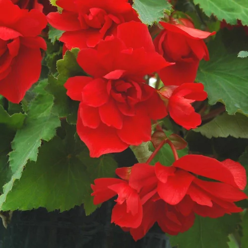 Begonia Tubereux. La jardinière de 40 cm