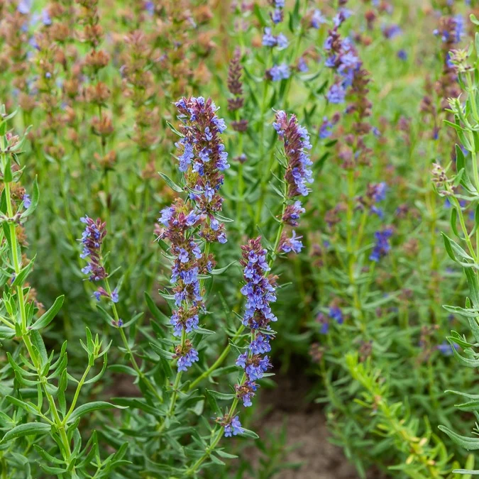 Hysope Bio Hyssopus officinalis