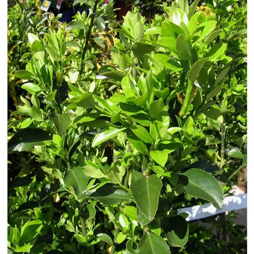 Euonymus Japonicus ou Fusain du Japon vert 40/60 cm en pot de 10 L