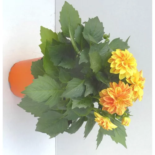 Dahlia Nain - Le pot de 10.5 cm