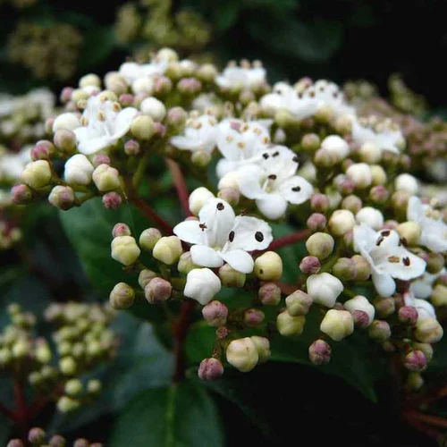 Laurier-tin (Viburnum Tinus) Eve Price. Le pot de 6 litres