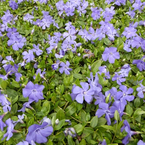 3 Petits pervenches Anna Vinca minor anna
