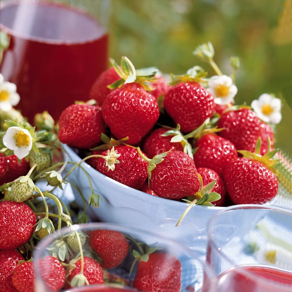 Collection 6 mois de 60 fraises : Savoureuse de Willemse, Mara des Bois, Gariguette Fragaria la savoureuse de willemse cov ma48, mara